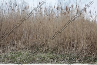 Photo Texture of Grass Tall 0002